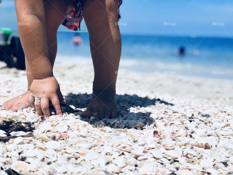 Sandy summer shells 