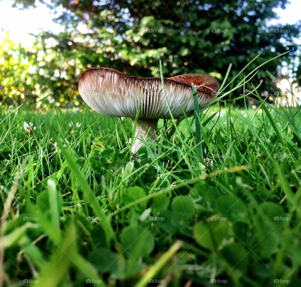 Macro Mushroom 