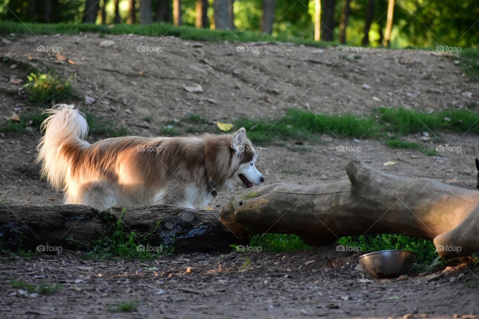 Beautiful dog playing in nature in late evening summer sunlight