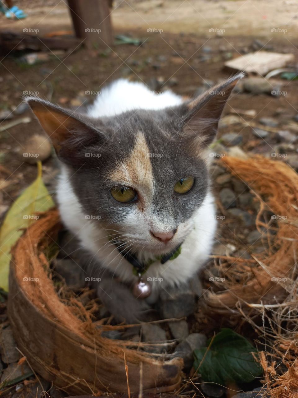 Cute kitten sitting on coconut shel