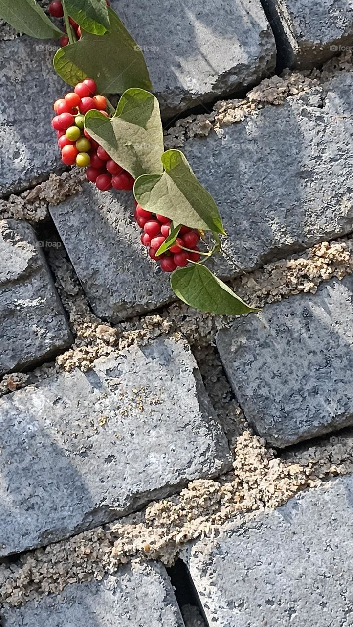 nature matches both of them in a pretty nice way where the background is grey