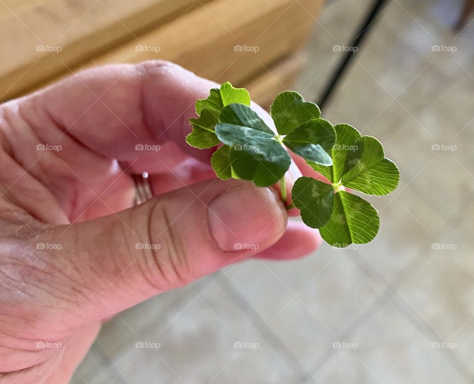 Four Leaf clovers 