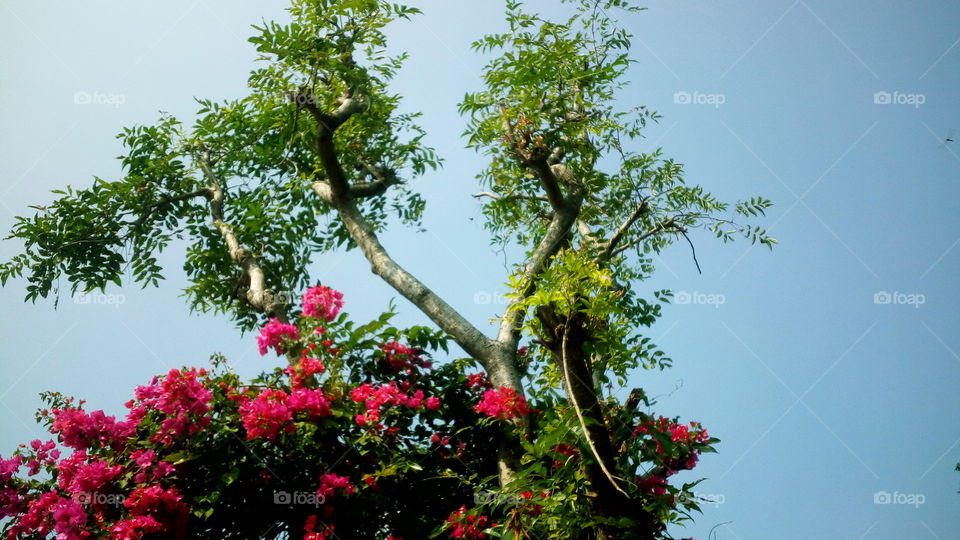 the beautiful tree and paper red  flowers and deep blue sky wide image