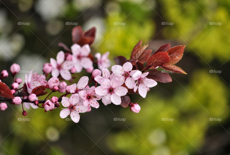 Flower, Nature, Flora, Garden, Branch