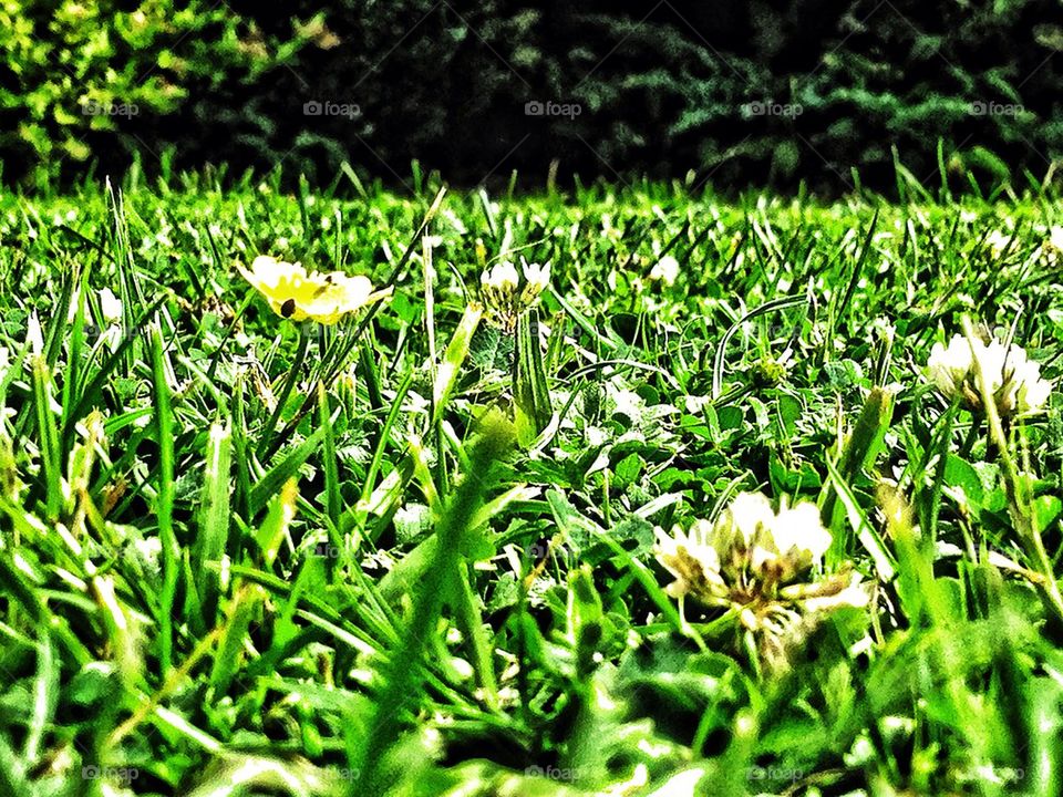 green garden grass summer by hannahdagogo