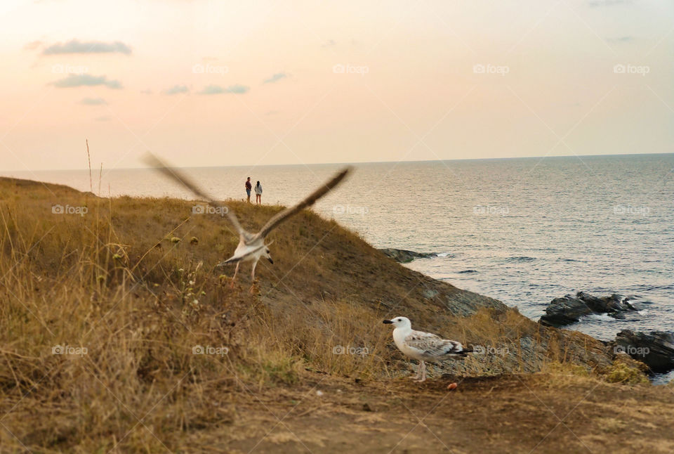 Flying seaside romance