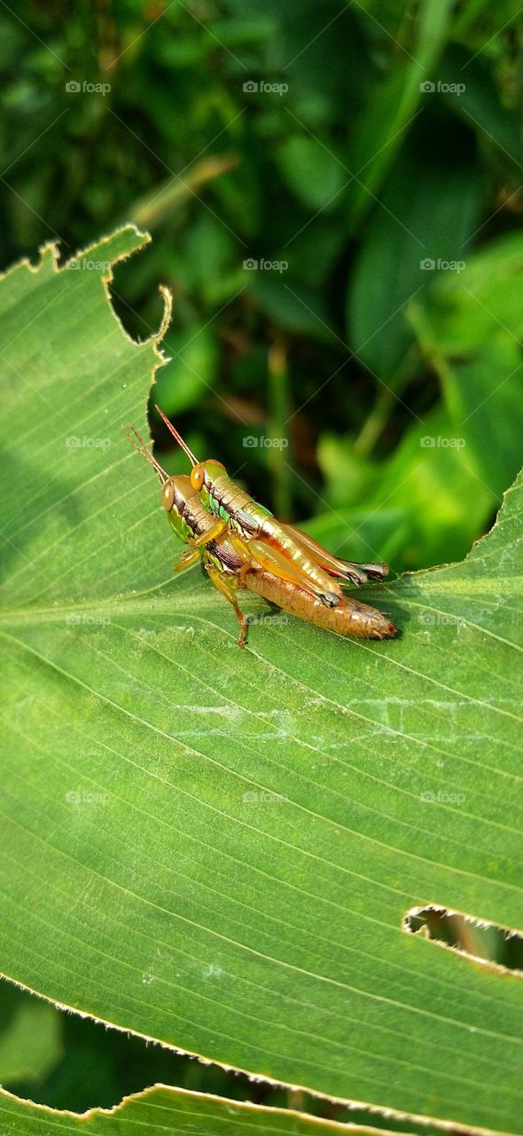 A pair of little grasshoppers are having fun making love on the leaves