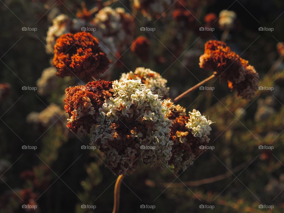 Plant Portrait 