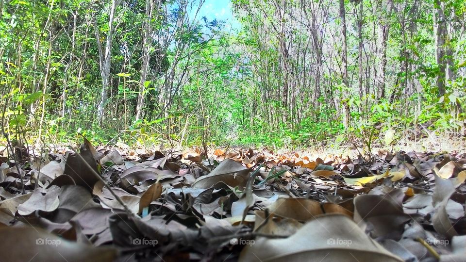 Dry leaves