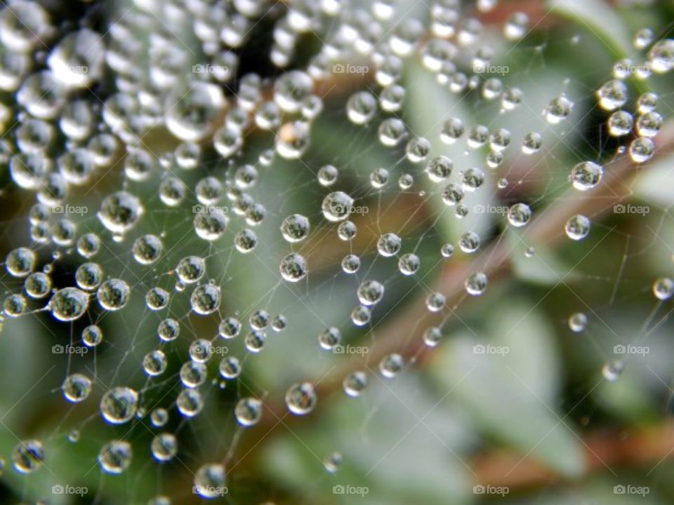 Dew drops on a spiderweb 