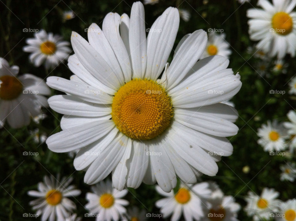 flowers botany nature flower by bj