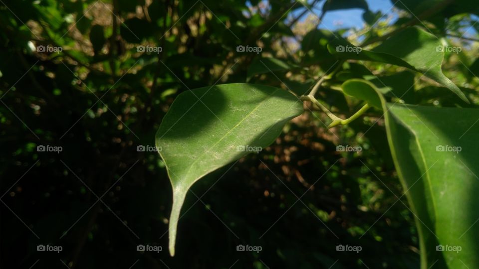 green leaf wallpaper