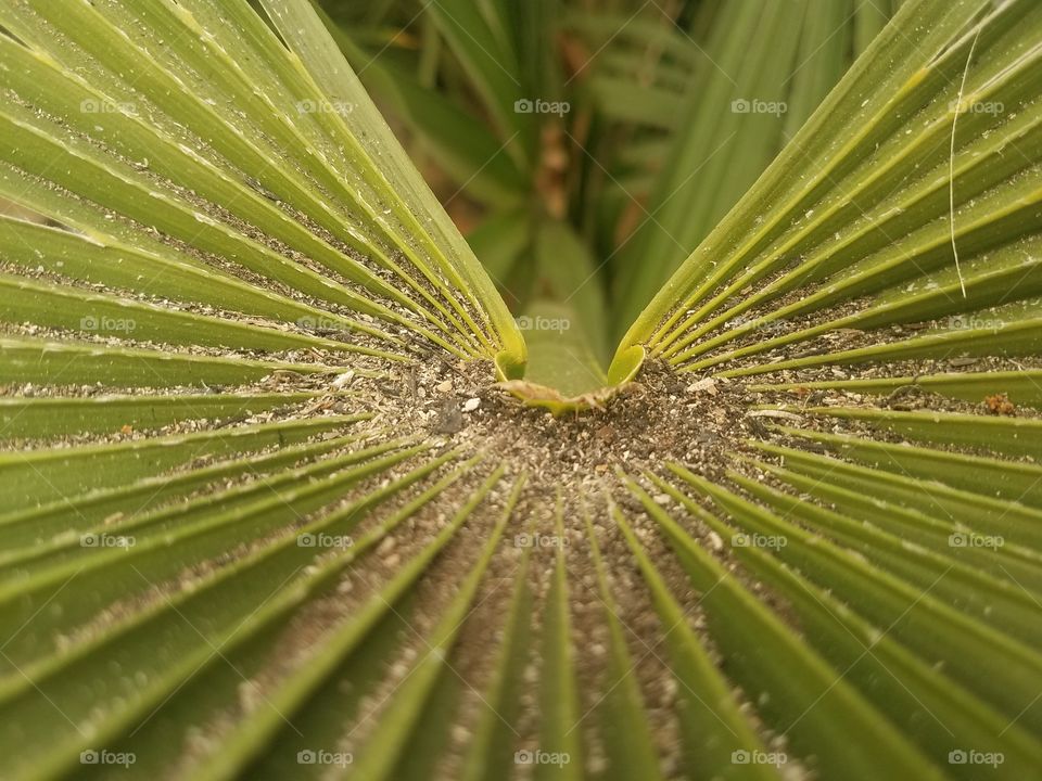 Ash in the Palm