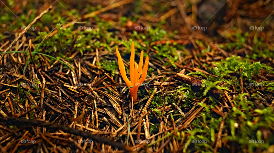 An edible mushroom of unusual shape. mother nature has a very rich imagination. The mushroom has an amazing shape that resembles fingers. The color of the mushroom body is orange.