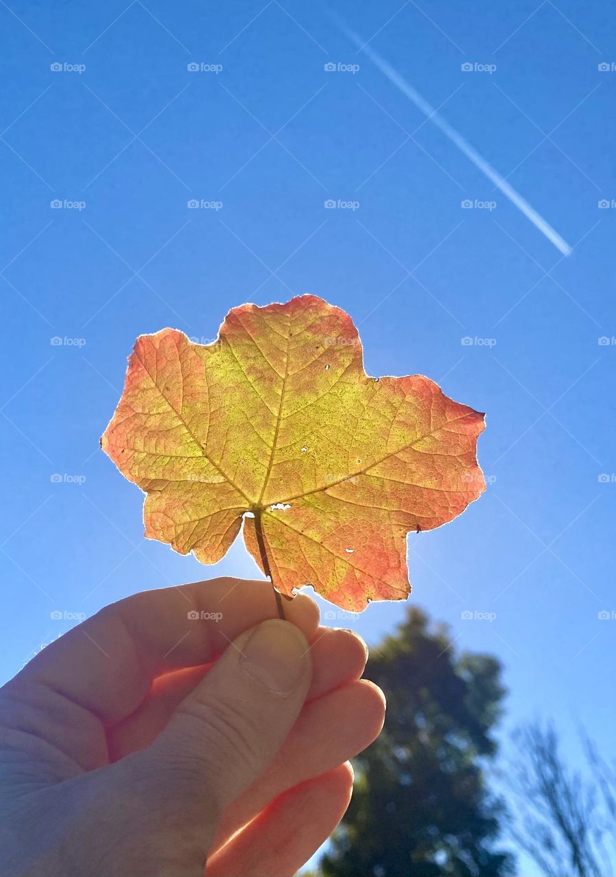 A leaf held up to the sky