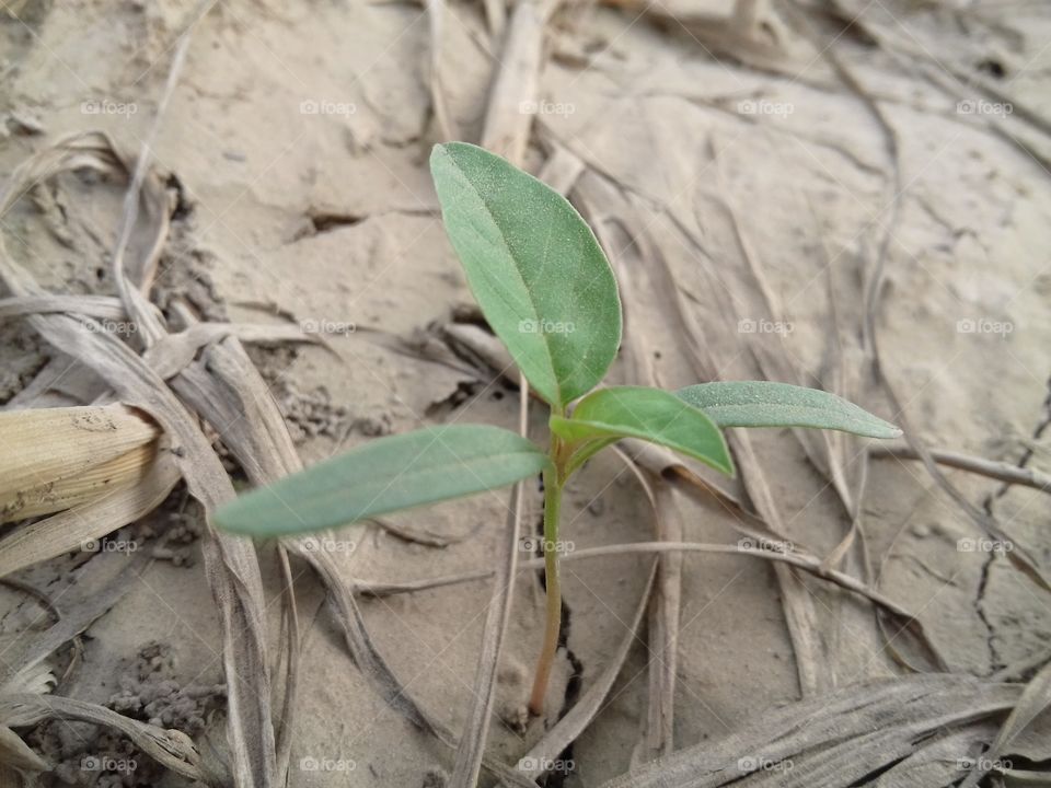 great! The plant is so beautiful in the field.