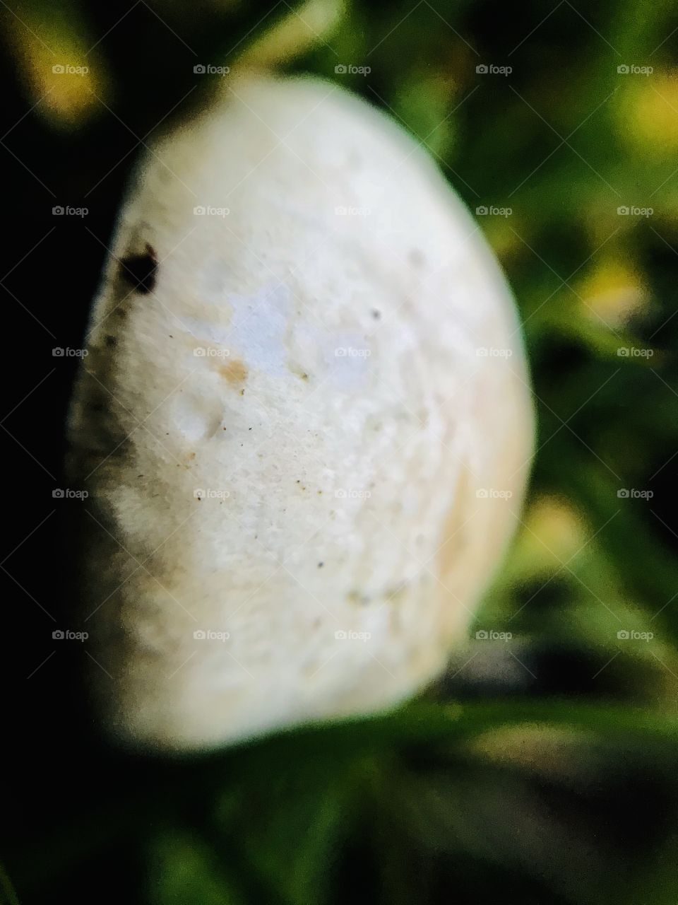This is the photo shot with the macro lens of a mushroom it has plenty plenty of green and white and is very beautiful