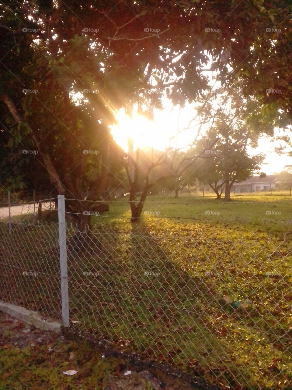 Sunrise from Malaysian fenced  garden. 

The image was taken in early morning of May during  Malaysian rainy season. The beauty of sunrise reflects the awe of our mother nature in signalling the beginning of day and life on earth.