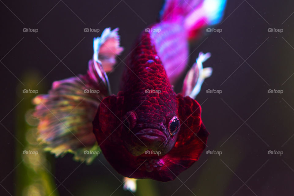 Beautiful Dumbo Ears Betta fish in a planted tank