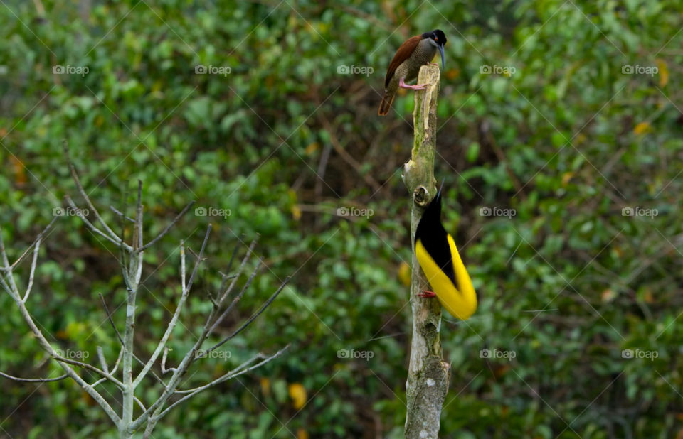 Birdwatching nella foresta pluviale