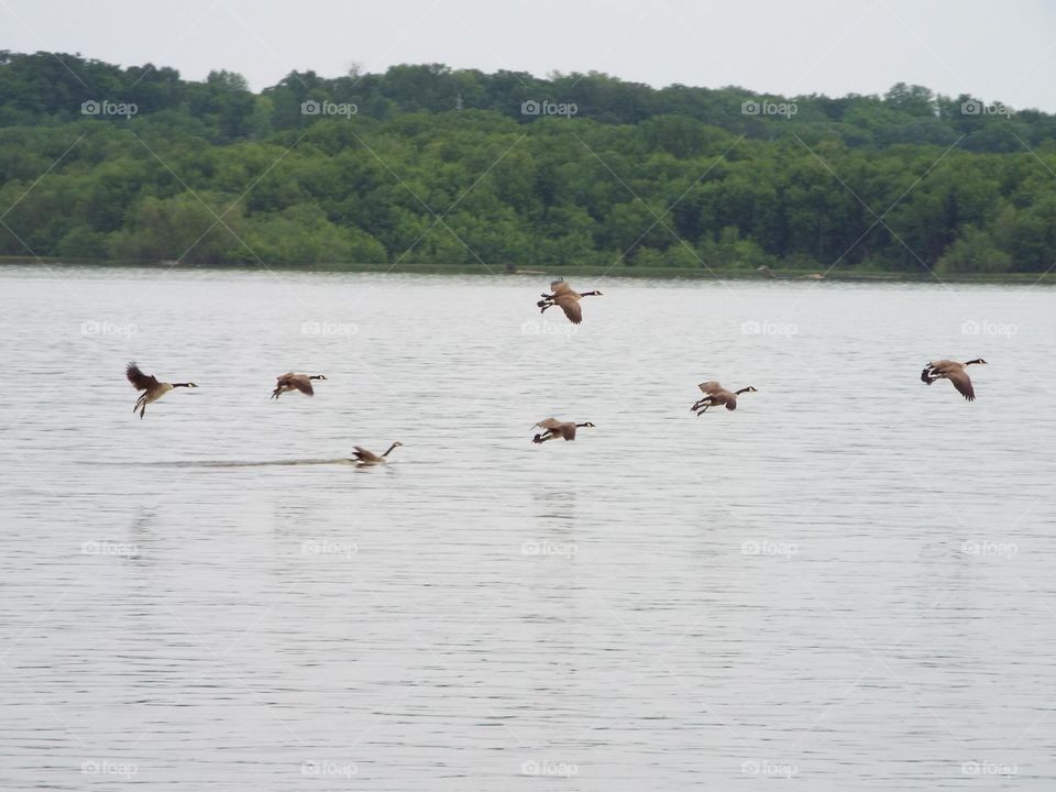 Geese taking off from the water