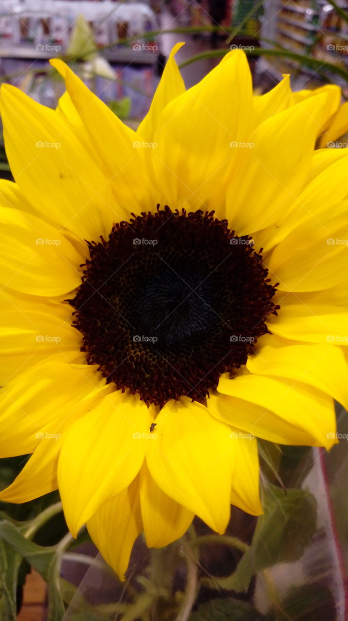 sunflower in supermarket
