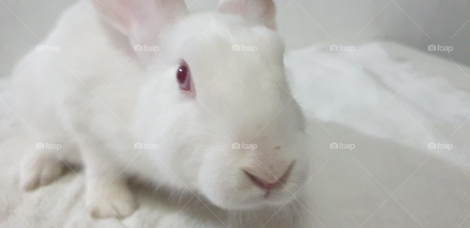 beautiful rabbit, nose comica red eyes and white snow, delicate, curious, big and long ears