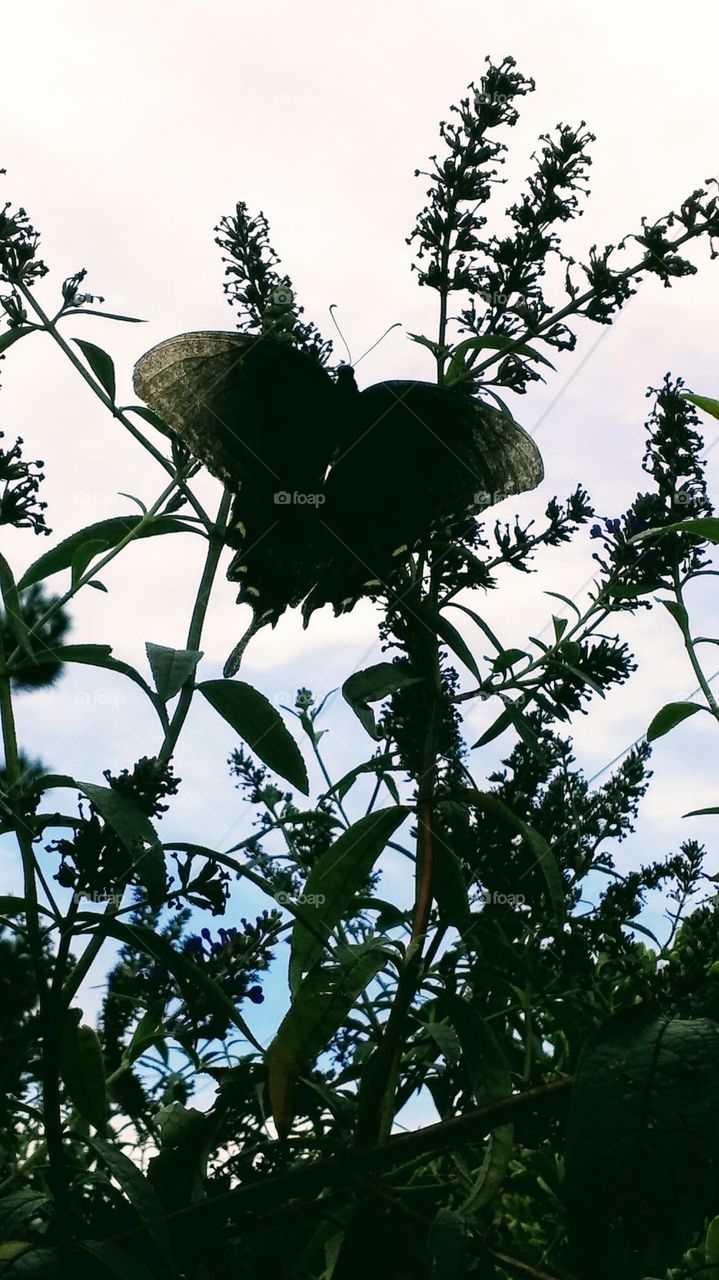 Swallowtail butterfly enjoying the sweet nectar of butterfly bush.