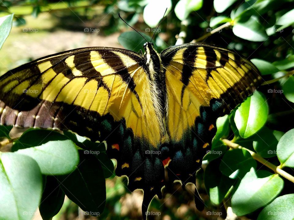Butterfly, Nature, Insect, Wing, Animal