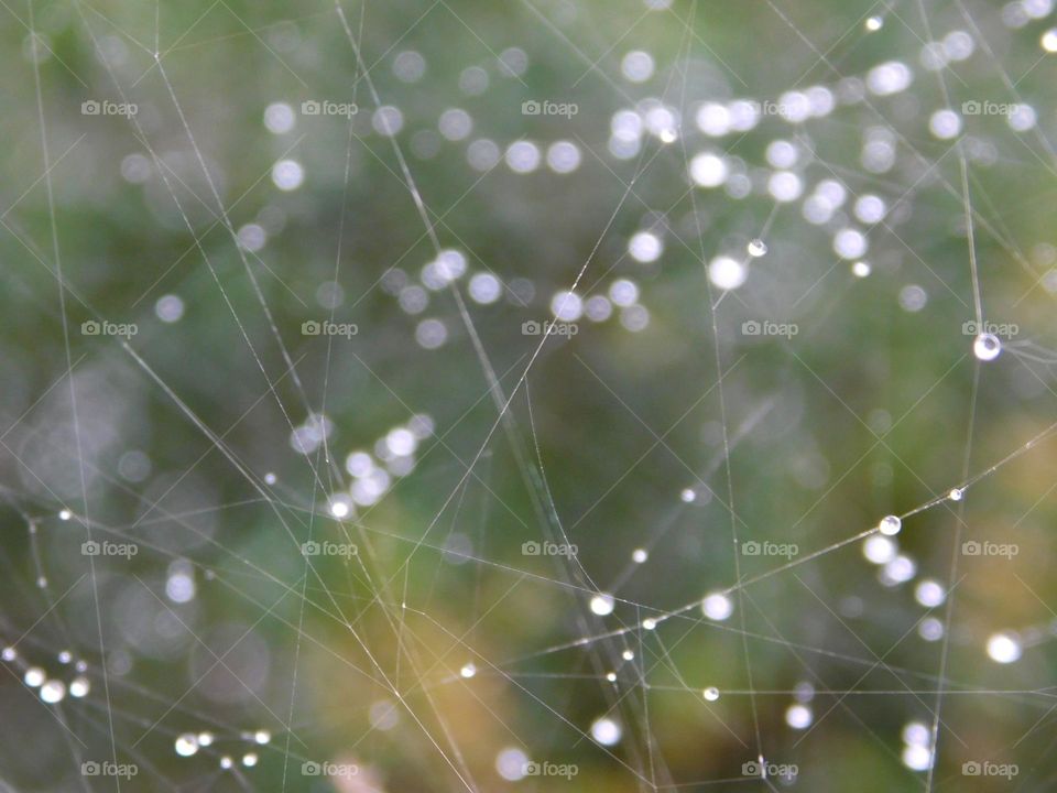 Liquids are cool - Playing with Bokeh - A closeup of beautiful dewdrops on a symmetrical spider web - like freshly cut diamonds