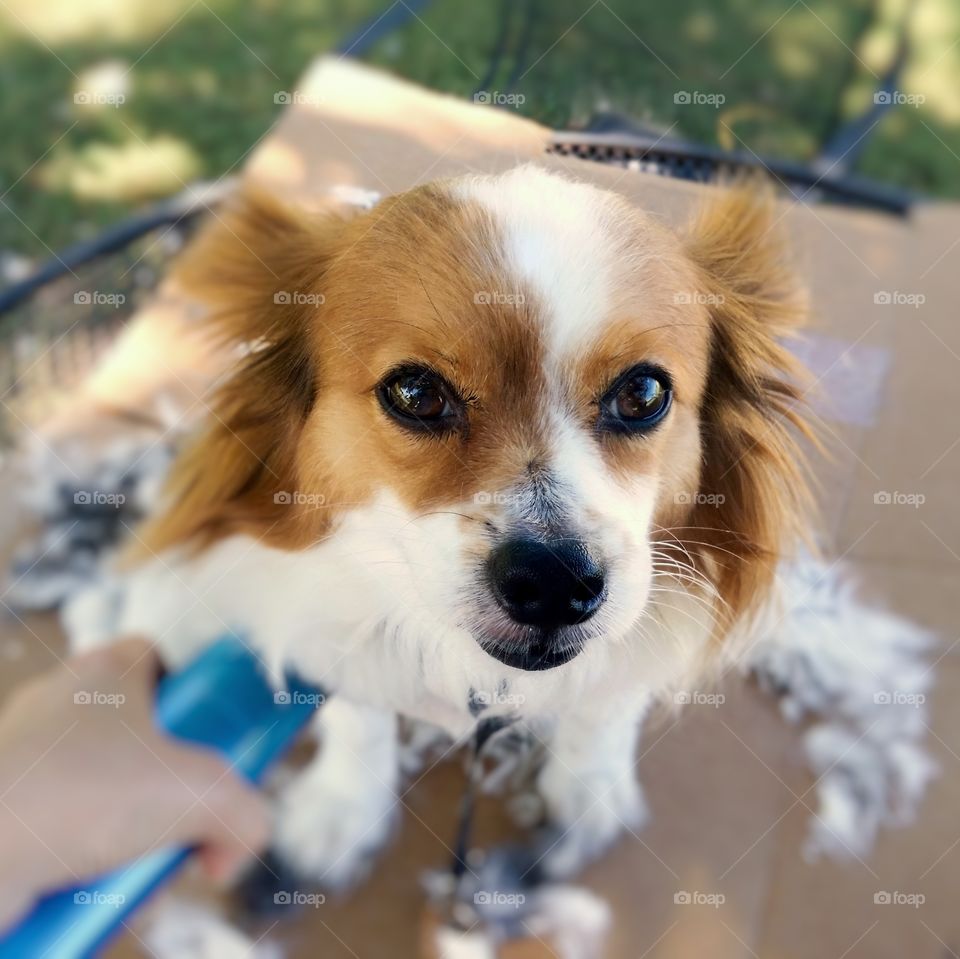 Papillon puppy dog getting a haircut outside