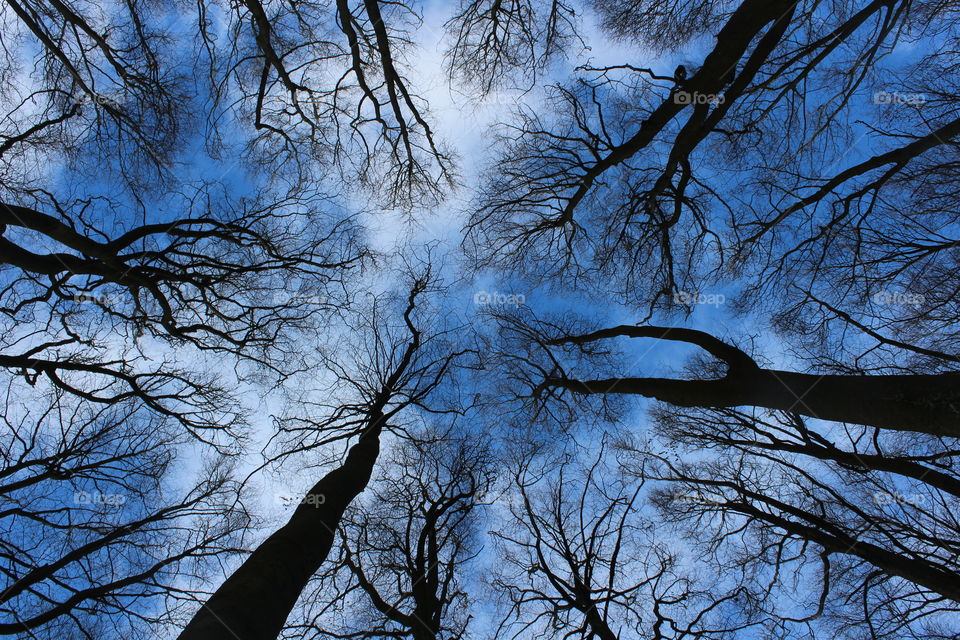 Tree tops from ground level