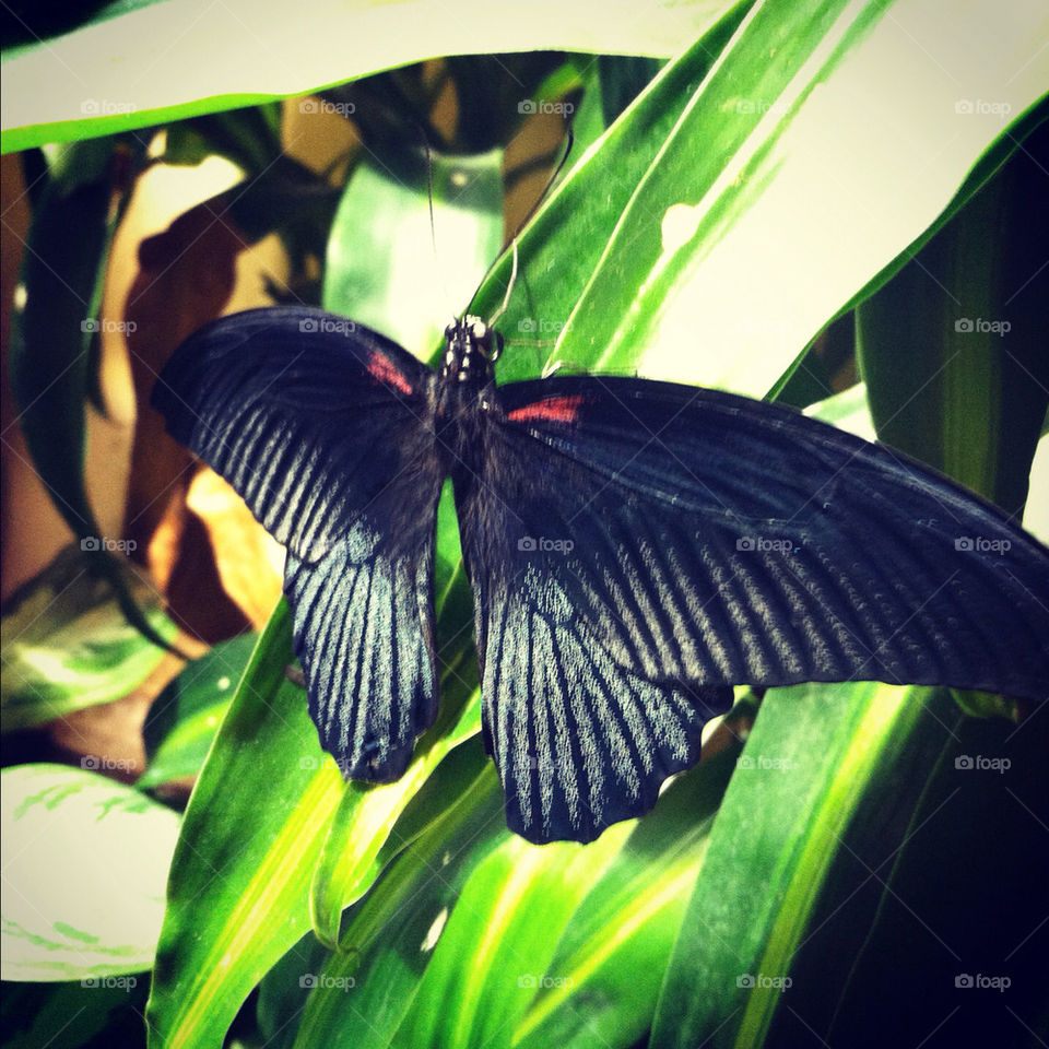 of black butterfly insect by jdmessier