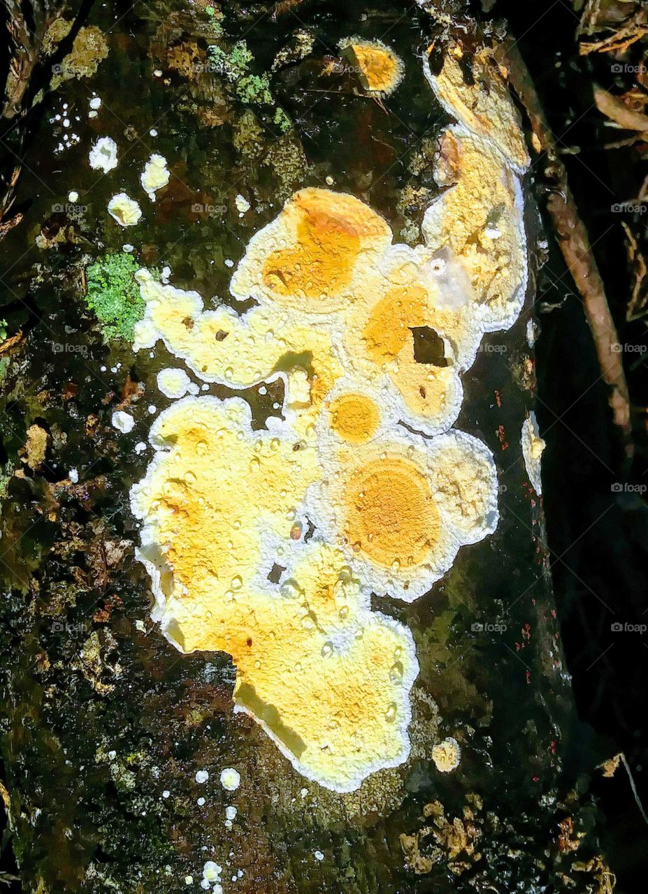 fungus