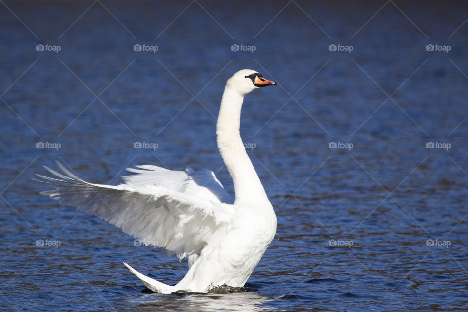 Swan spreads its wings at lake