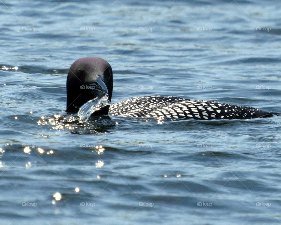 Loons beak from water