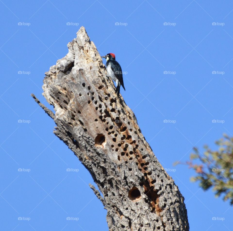 red-headed woodpecker storing nuts for the winter