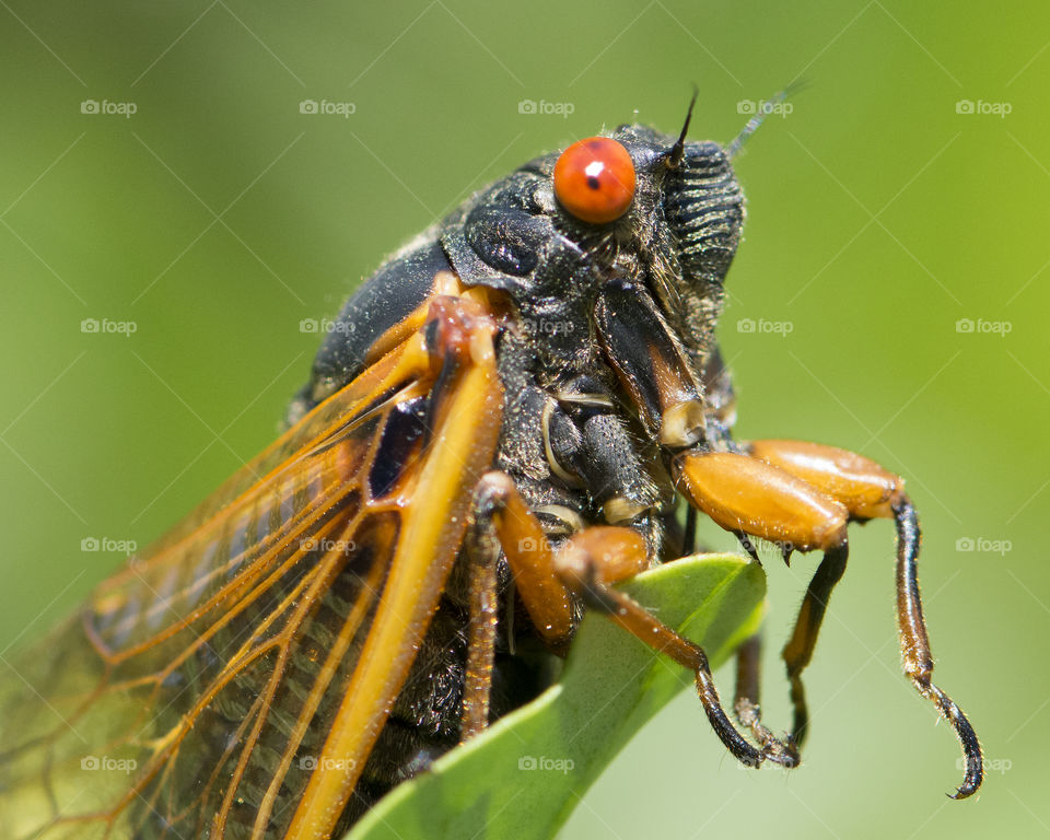 Close up of an adult 17 year cicada