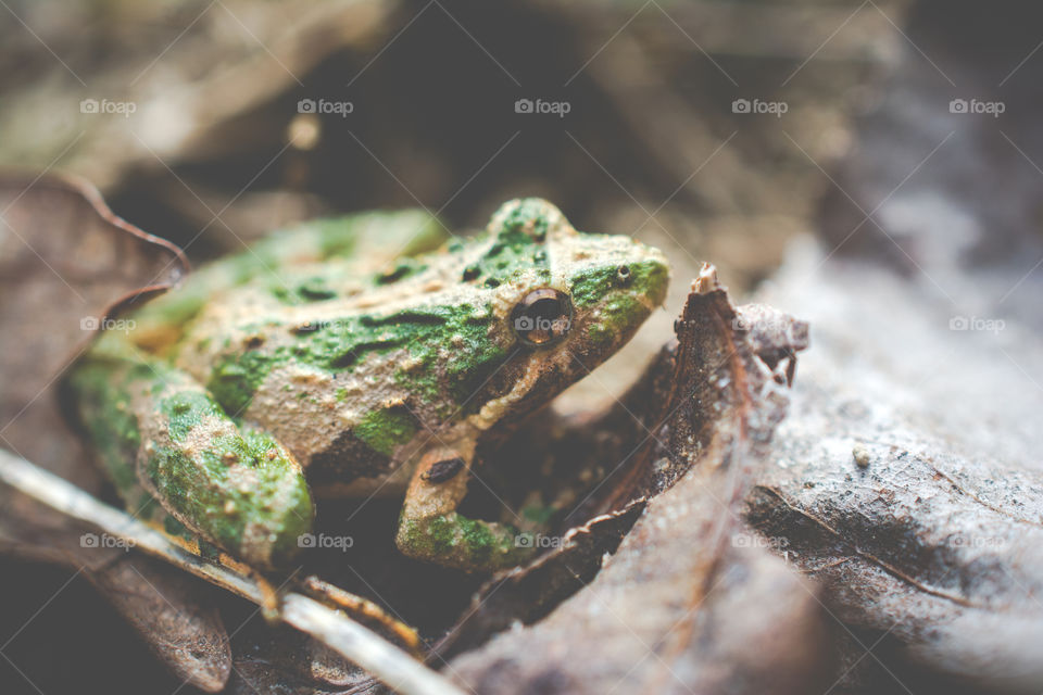 Tiny Tree Frog on the Ground