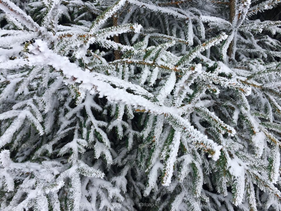 Closeup of evergreen branches covered in snow 