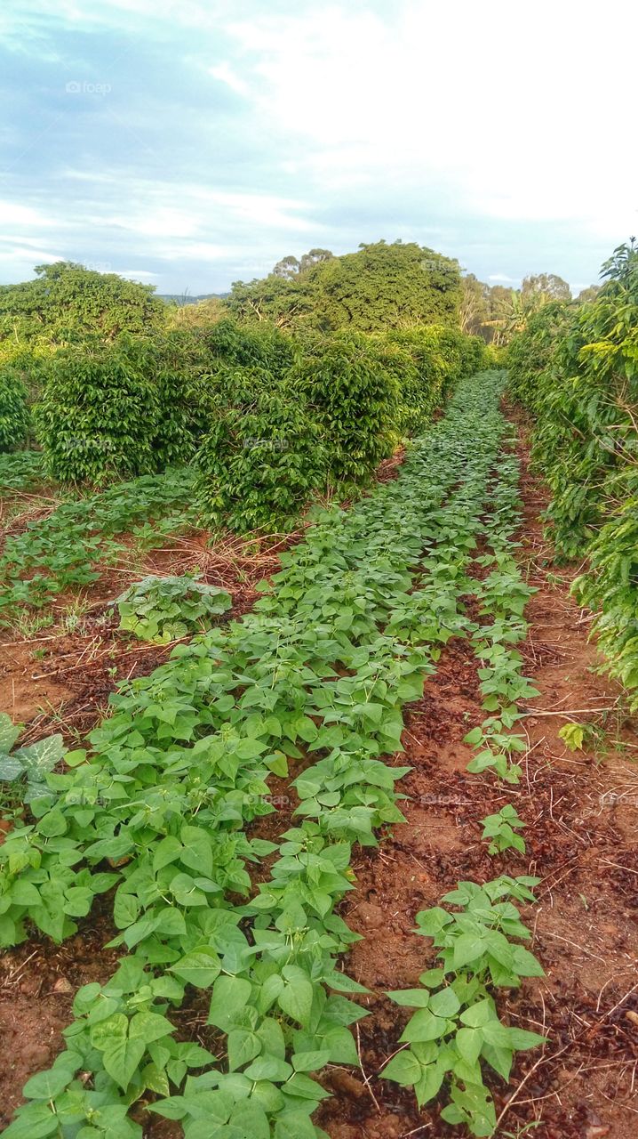 Coffee, bean and pumpkin planting