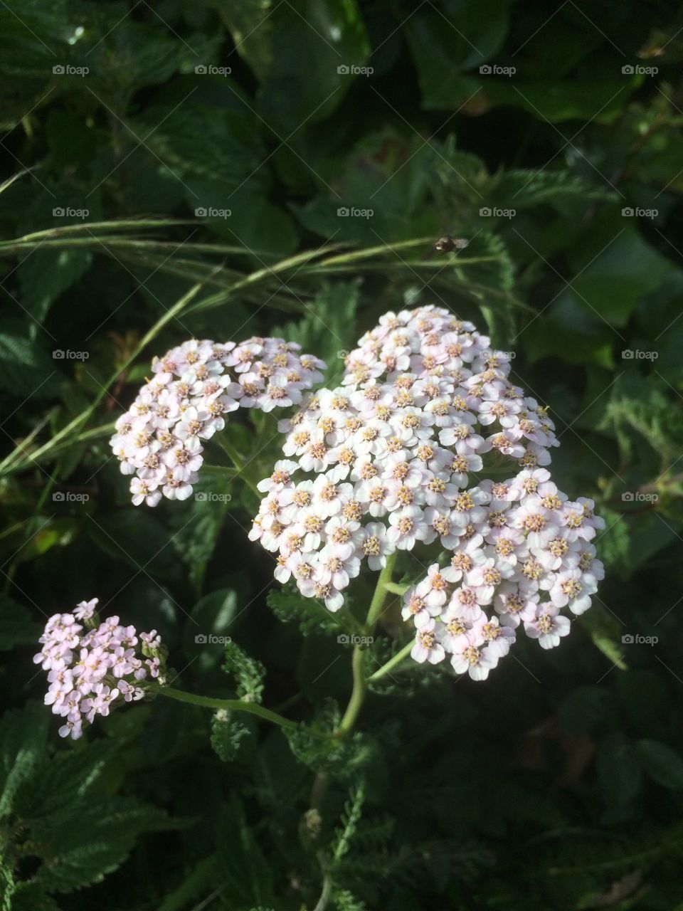 Hedgerow flowers 