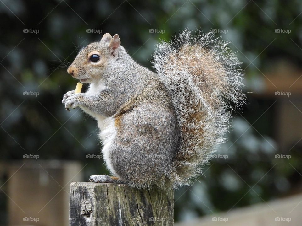 A squirrel on a fence 