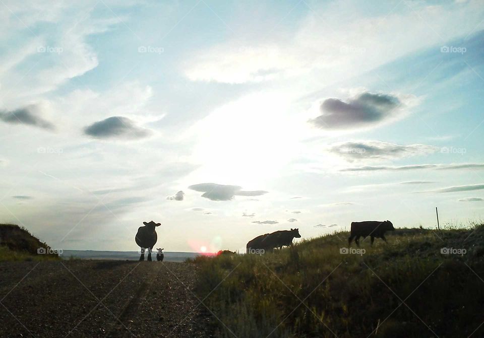 Cows on horizon
