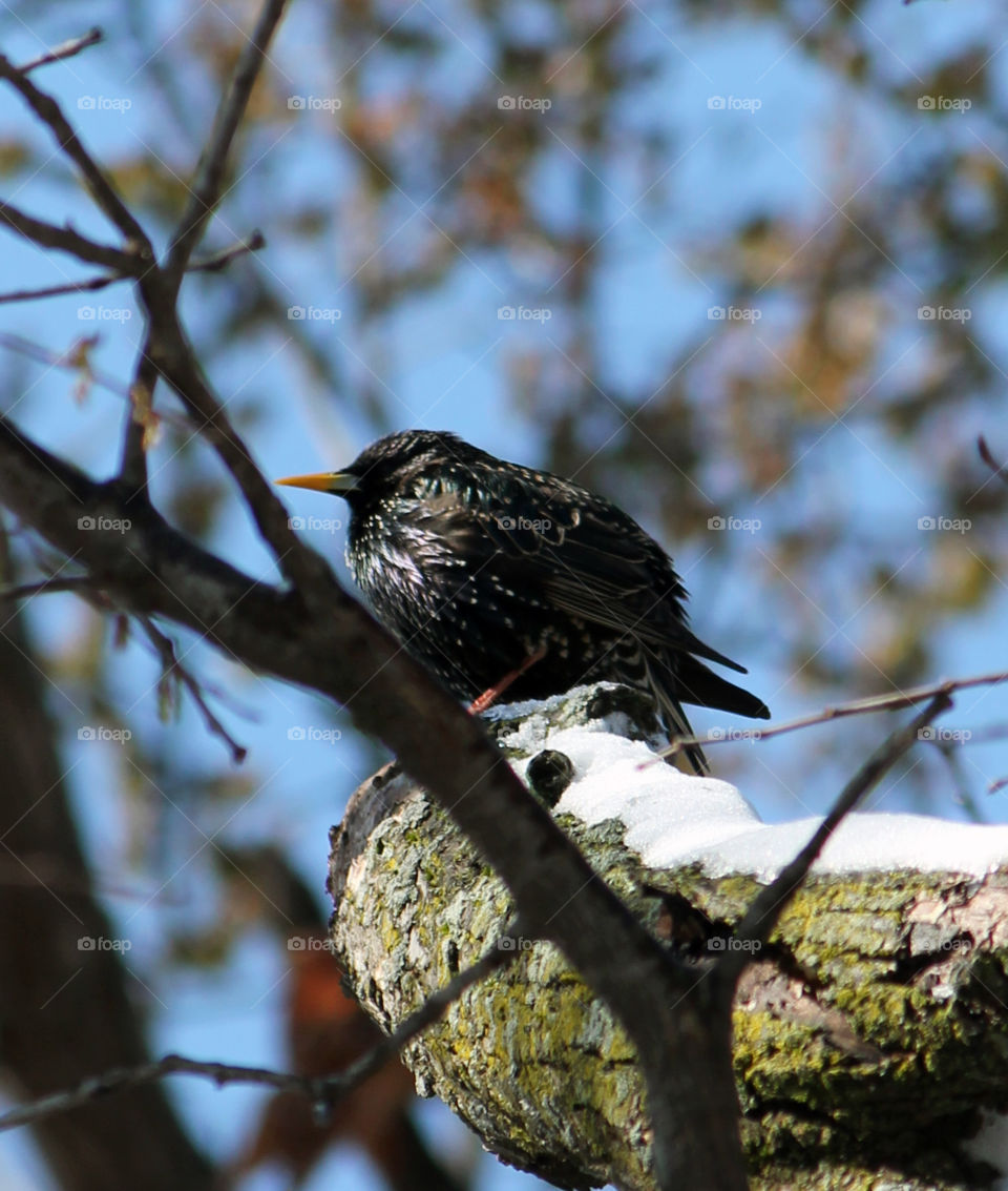 Starlings return