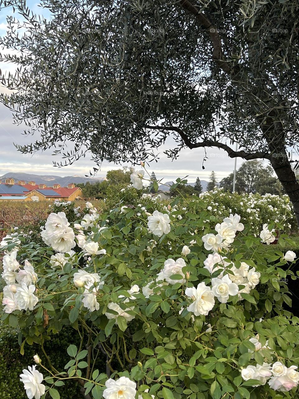 Napa Valley beyond the white blooming flowers and olive tree