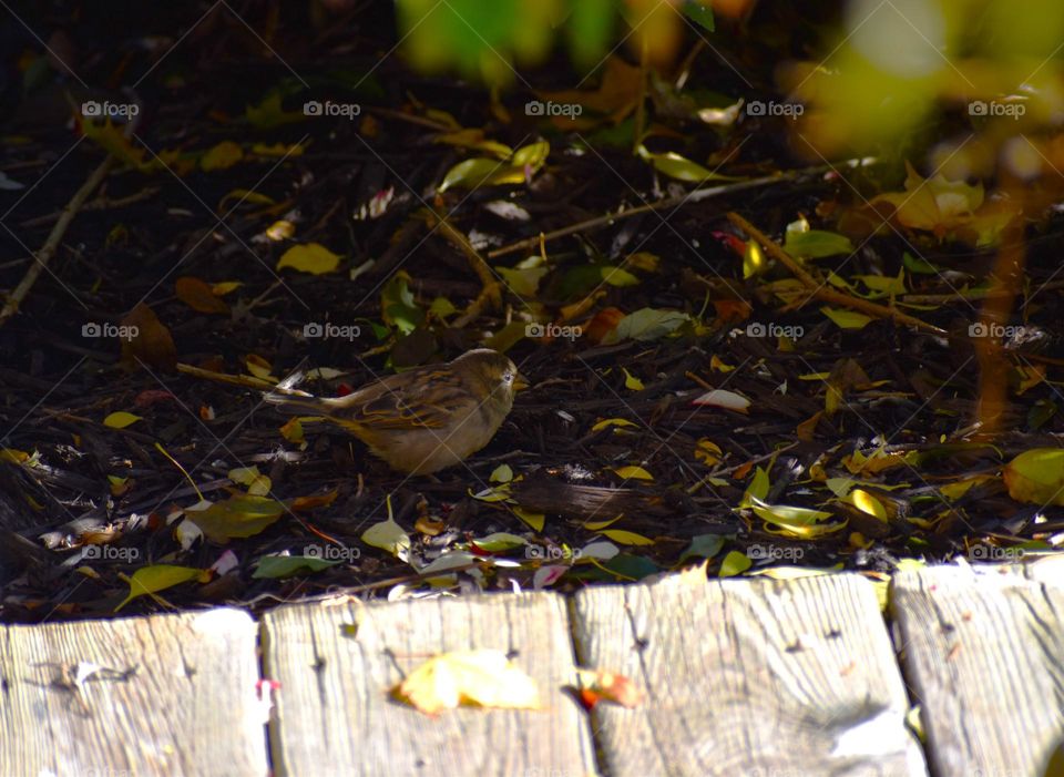 A sparrow hides under a bush