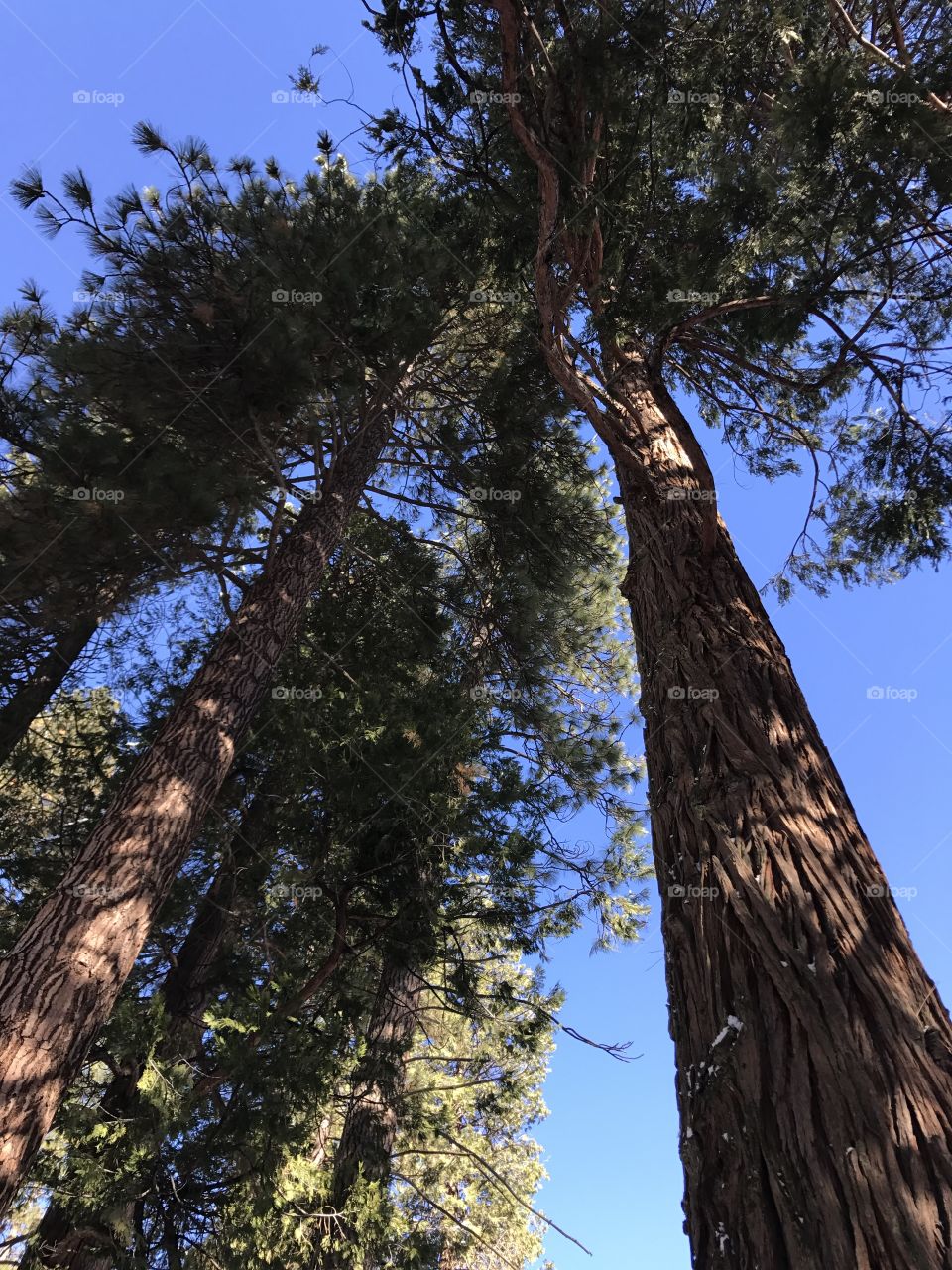 Sequoia park trail