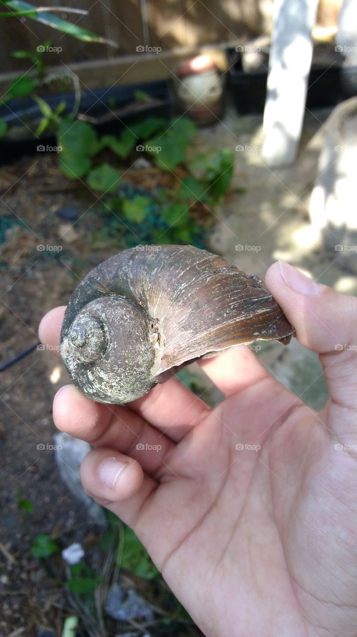 Apple Snail Shell