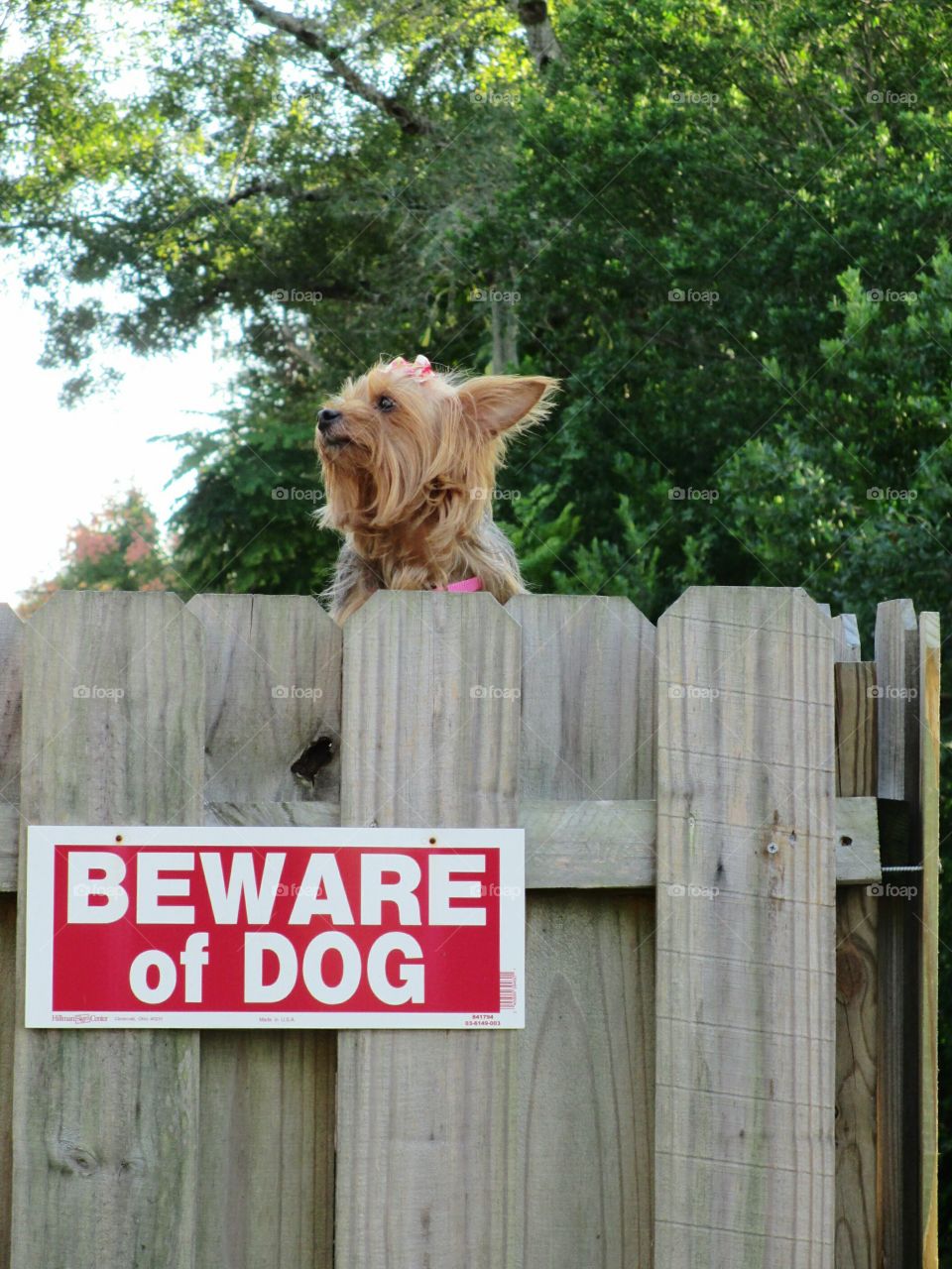 Tiny Yorkshire terrier looking over high wooden fence with big beware of dog sign.